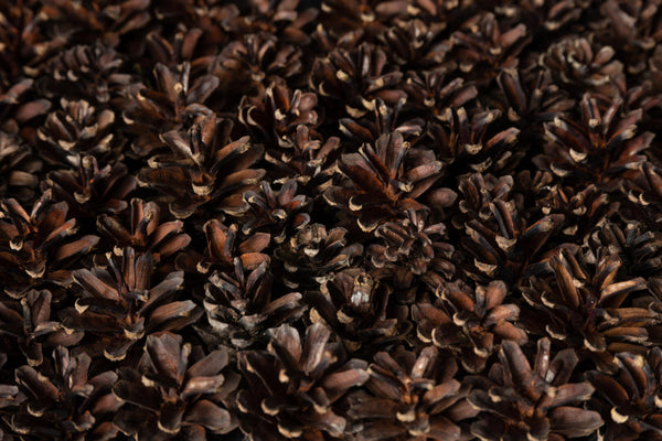 EmotionWood PineCone Wooden Panel - 4m²